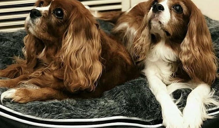 Best dog beds for cavalier king clearance charles spaniels